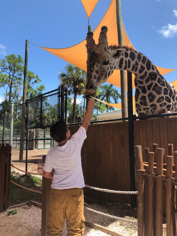 A person feeding a giraffe at Naples Zoo