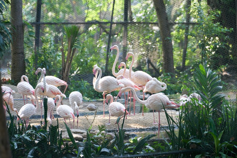 Pretty flamingos at Naples Zoo