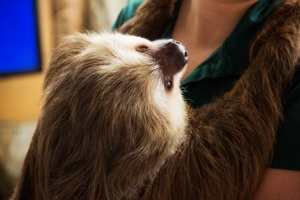 A sloth at Naples Zoo