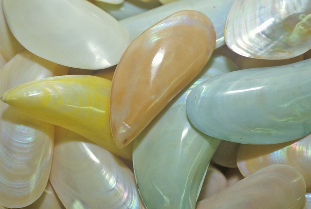 Beautiful glossy shells in Shell Factory and Nature Park