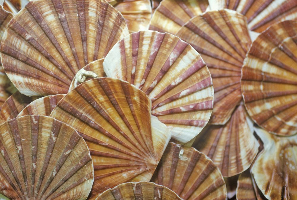 Sea shells in Shell Factory and Nature Park