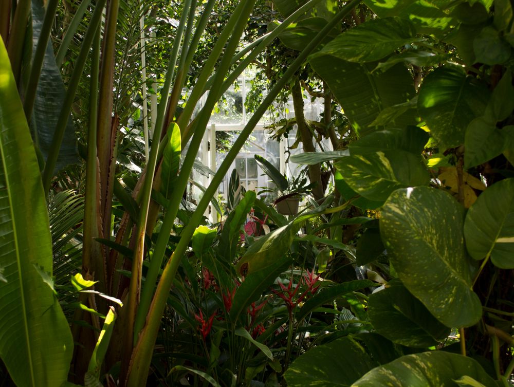 Plants in Edgerton Park's greenhouse