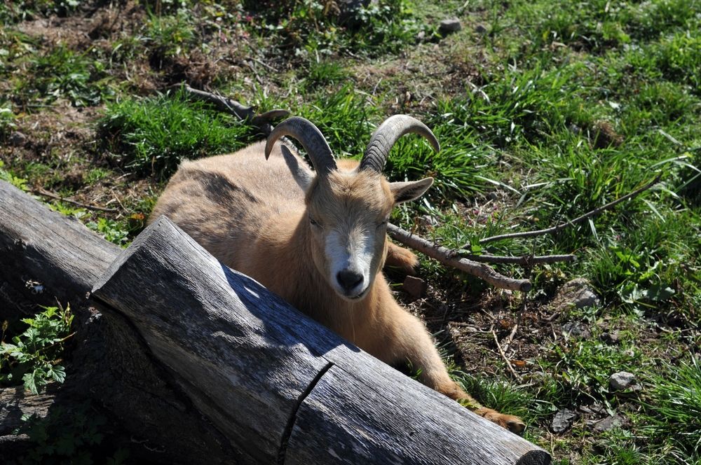 A goat at Norman J. Levy Park & Preserve