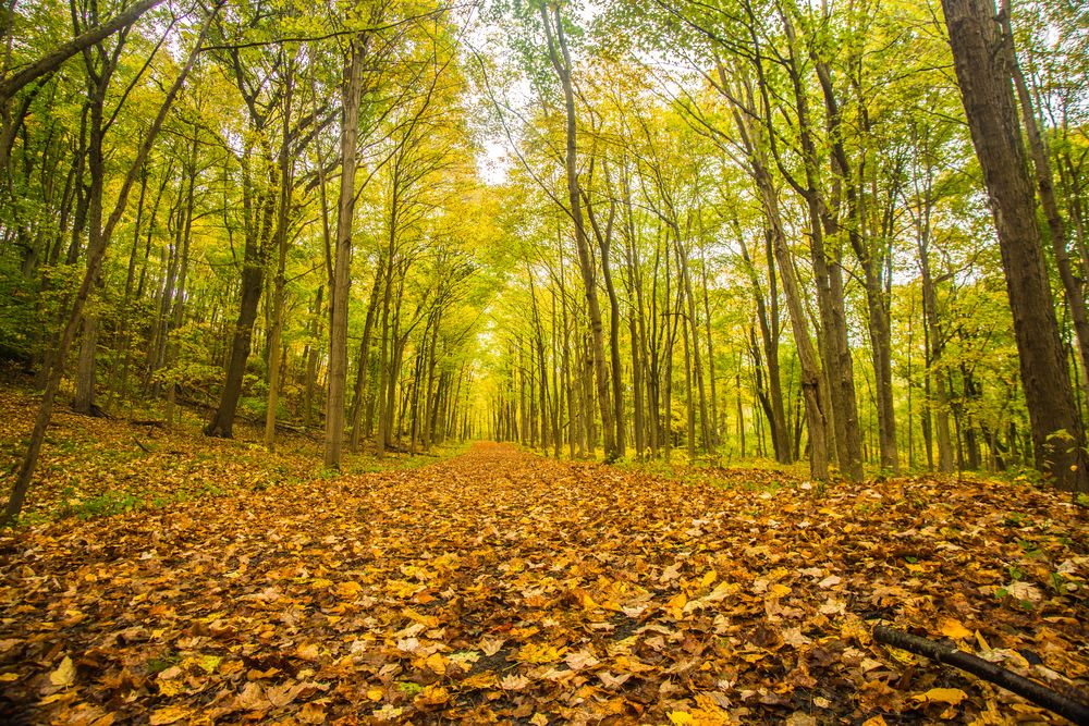 Nature trail at the Sleeping Giant State Park