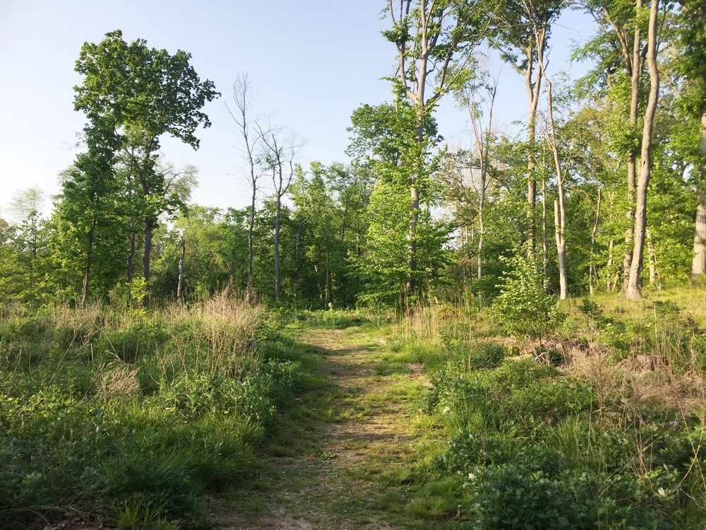 Trail at Wharton Brook State Park