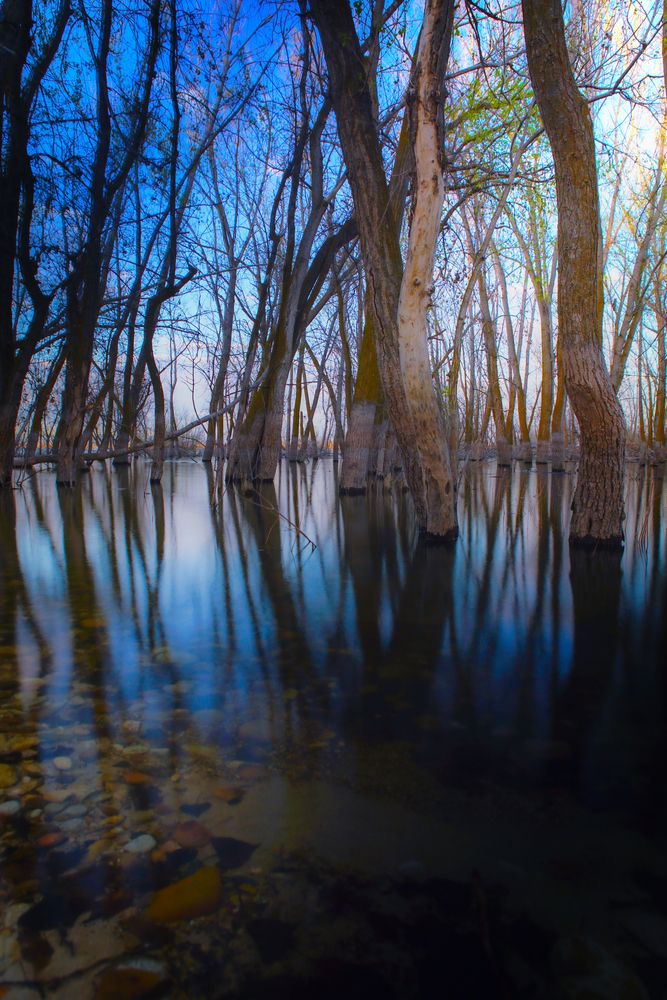 Trees on the waters of Deer Flat National Wildlife Refuge