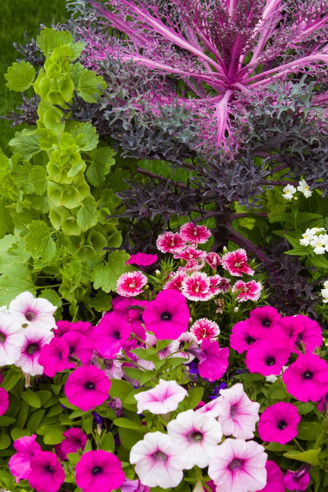 Bright flowers at Cantigny Park
