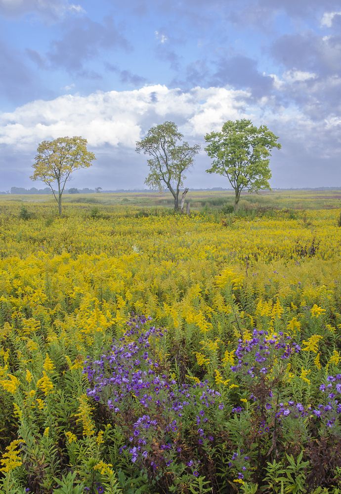 Wildflowers at Springbrook Prairie Forest Preserve