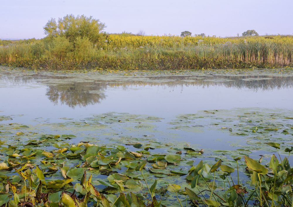 Wetlands at Springbrook Prairie Forest Preserve
