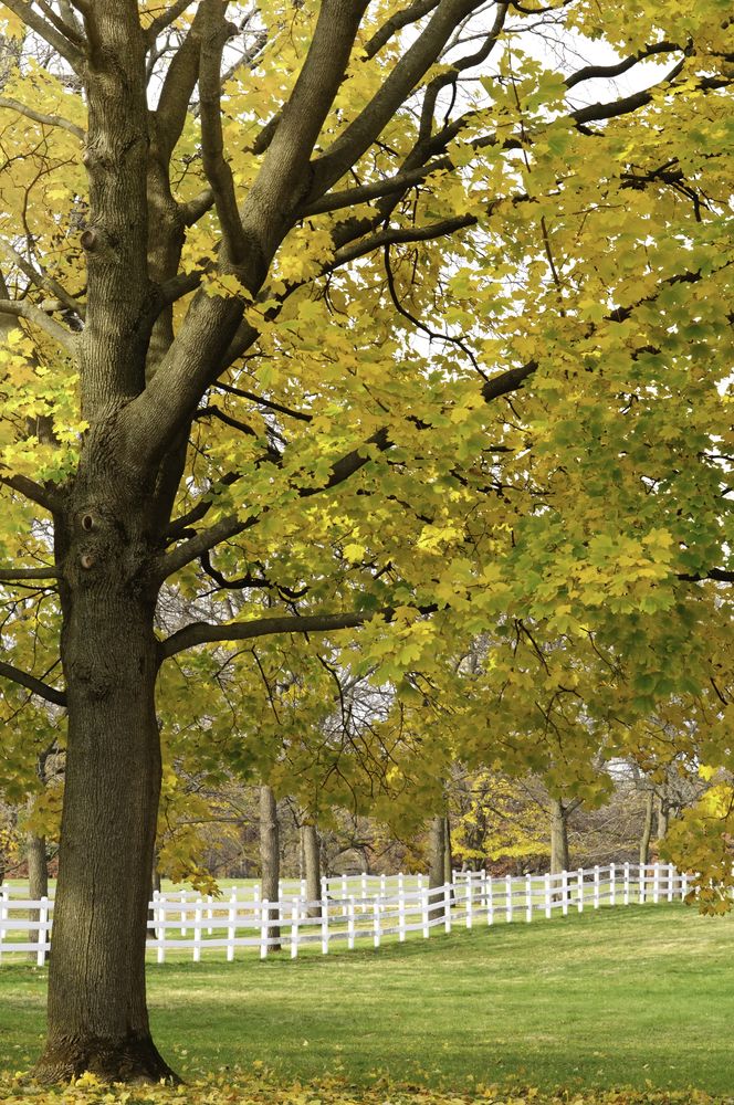 Nature scene at St. James Farm Forest Preserve