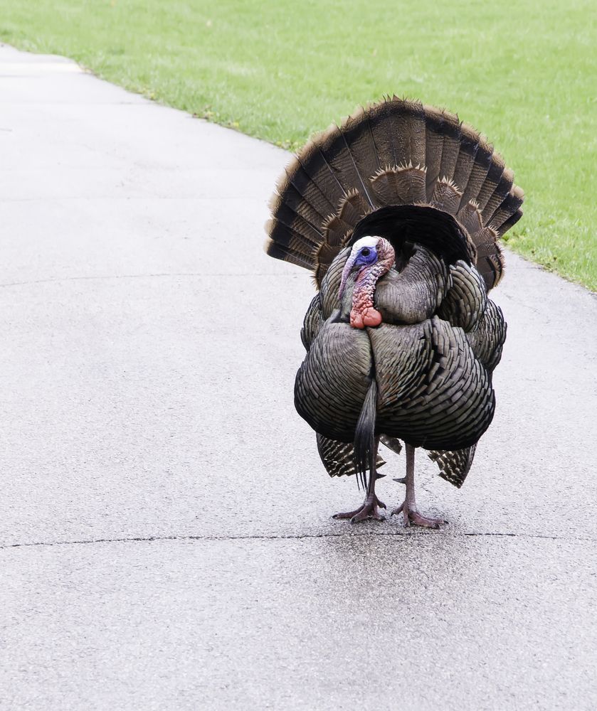 A turkey at St. James Farm Forest Preserve