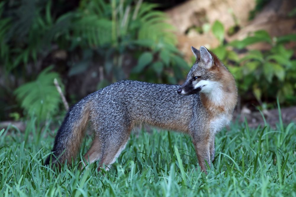 Fox at Greynolds Park