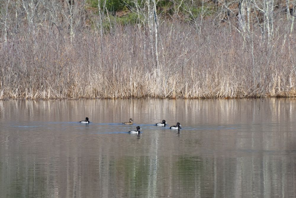 Ring-necked ducks on Broadmoor Wildlife Sanctuary's water