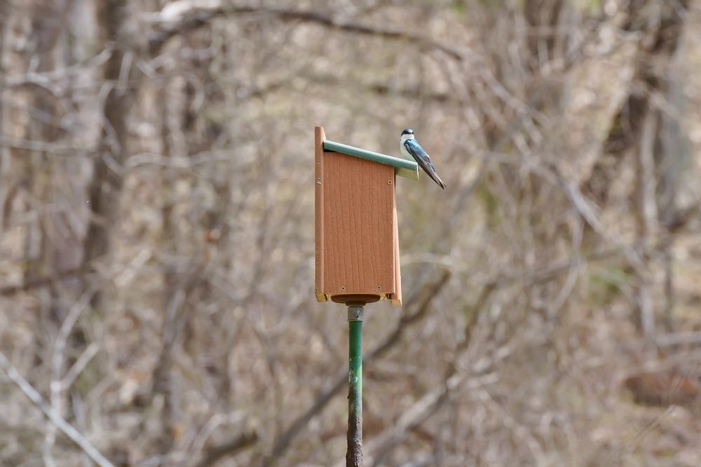 A bird on Broadmoor Wildlife Sanctuary's bird feeder