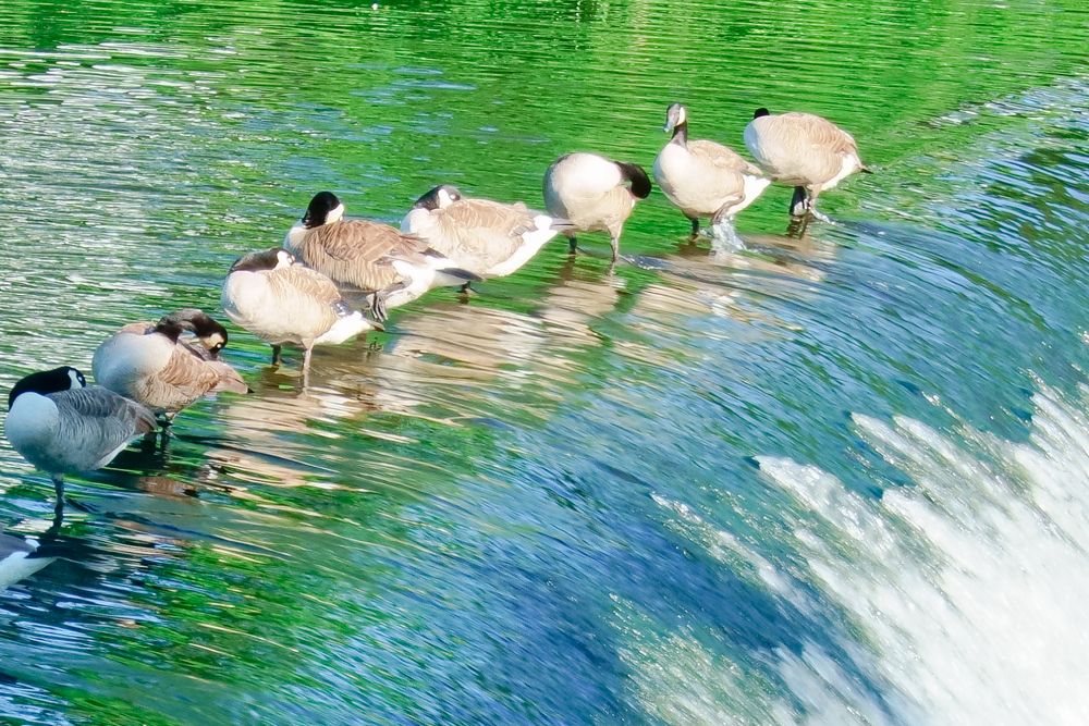 Geese on the waters of South Natick Dam Park