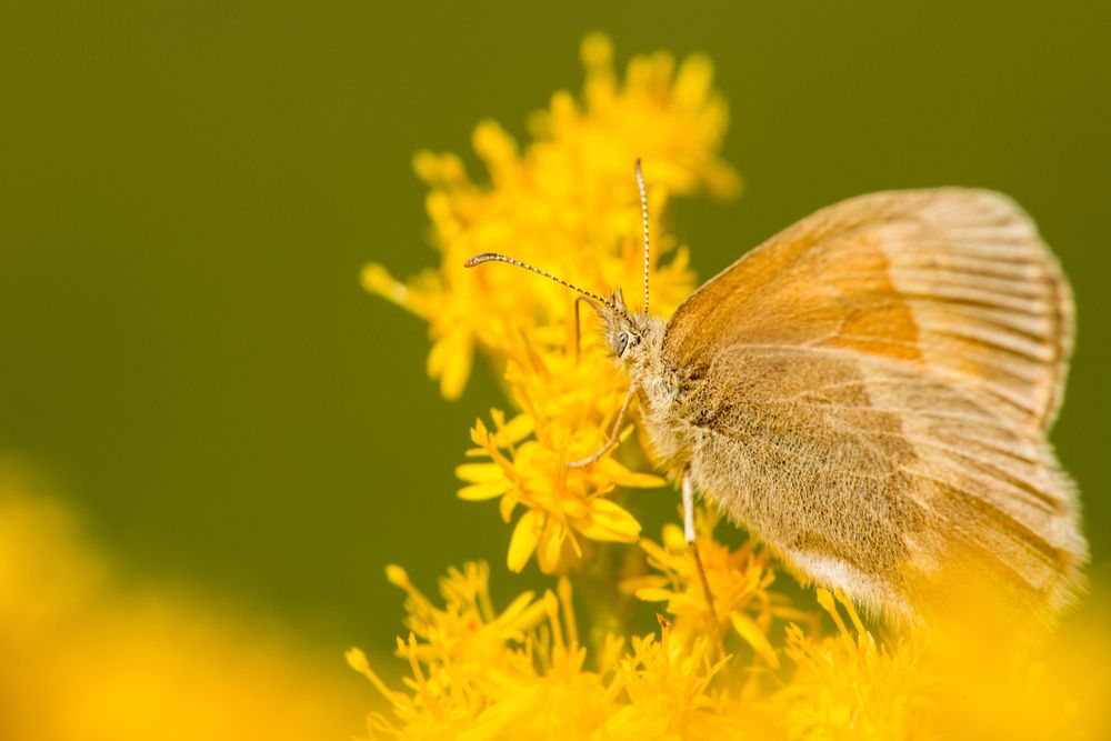 Butterfly on a flower at John Hay National Wildlife Refuge