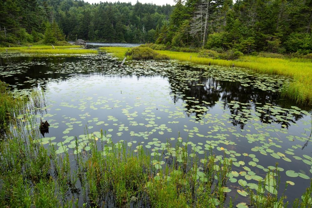 Waterlily pond at Mount Sunapee State Park
