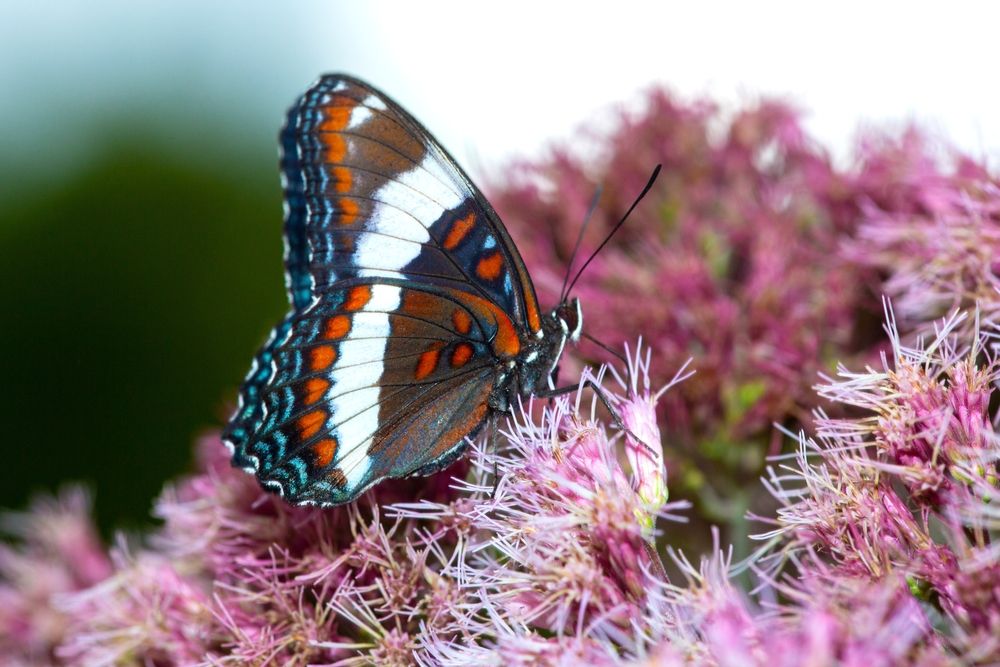 A beautiful butterfly at Mount Sunapee State Park
