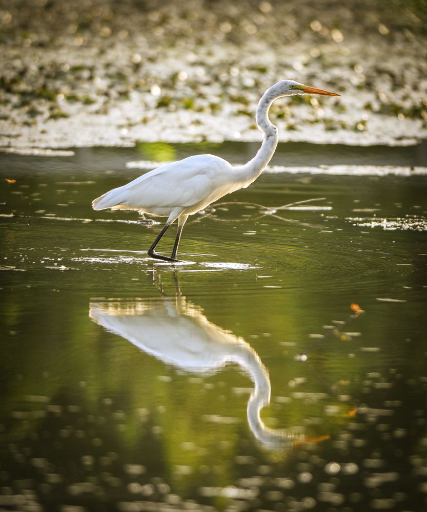 An egret at Algonquin Park