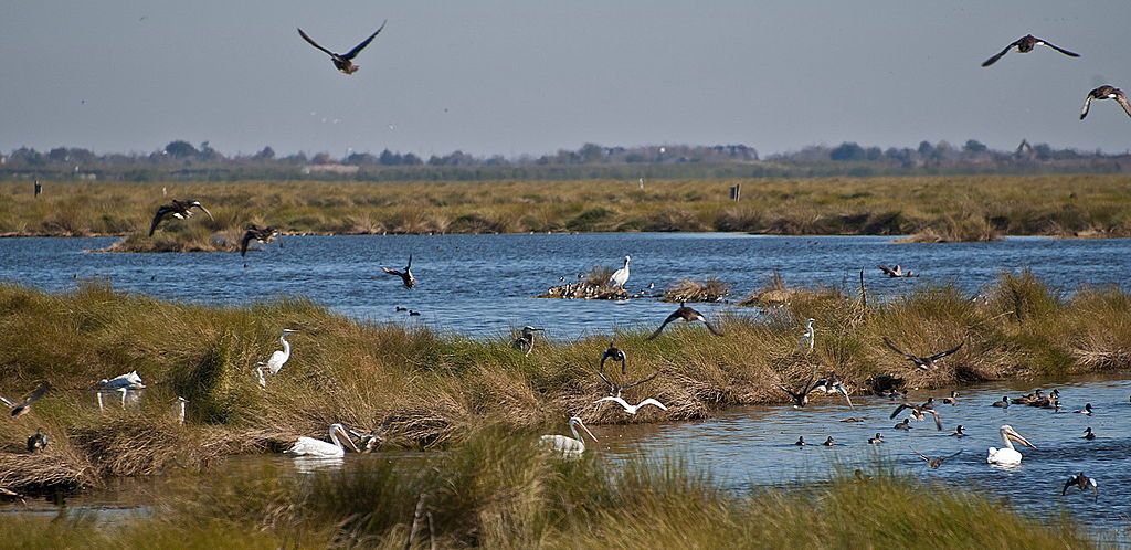 Birds flocked at Bayou Sauvage Urban National Wildlife Refuge