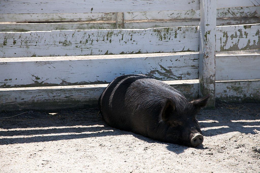 A guinea hog in Virginia Zoo