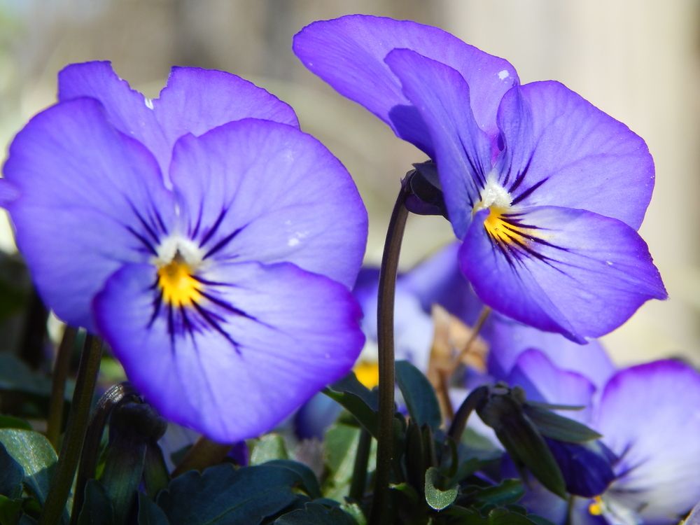 Vibrant flowers at Virginia Zoo