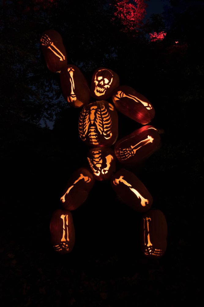 Skeleton carved pumpkin for Jack O’ Lantern Blaze