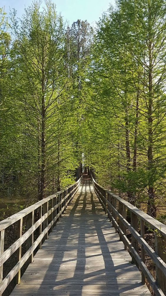 Boardwalk at Dreher Island State Park