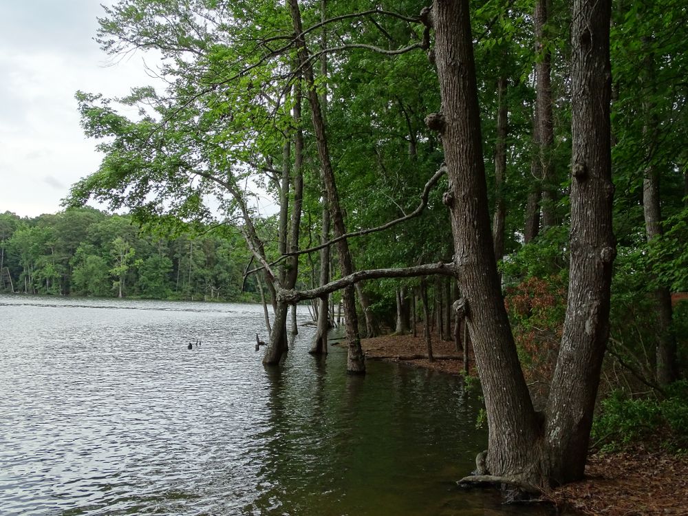 Lake Murray at Dreher Island State Park