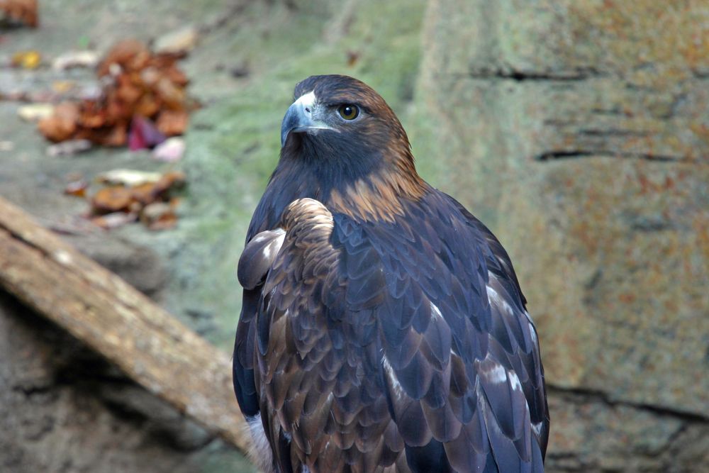 Golden eagle at Nashville Zoo at Grassmere