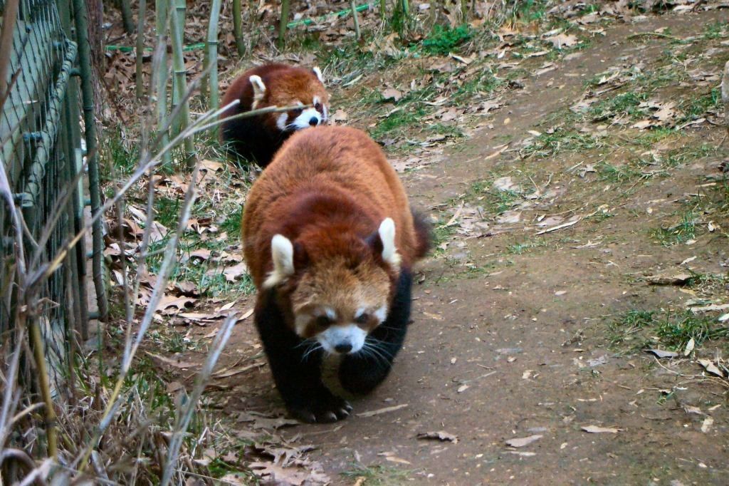 Red panda at Nashville Zoo at Grassmere