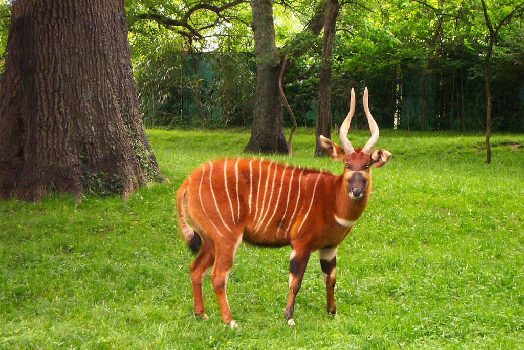 Bongo at Nashville Zoo at Grassmere