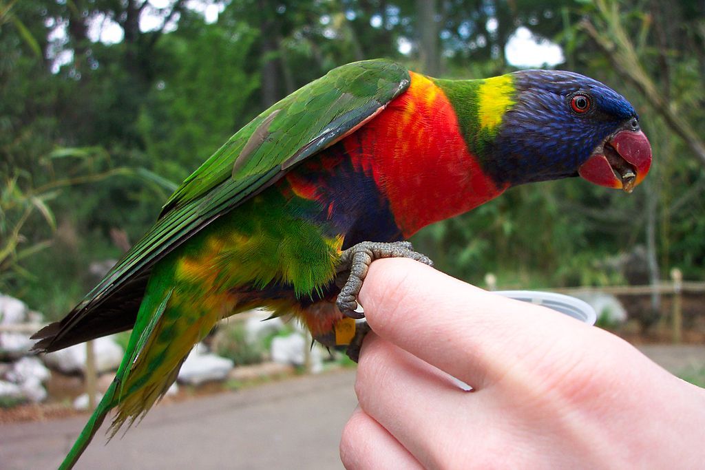 Lorikeet at Nashville Zoo at Grassmere