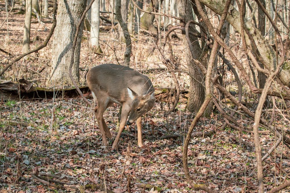 A deer at Radnor Lake State Park