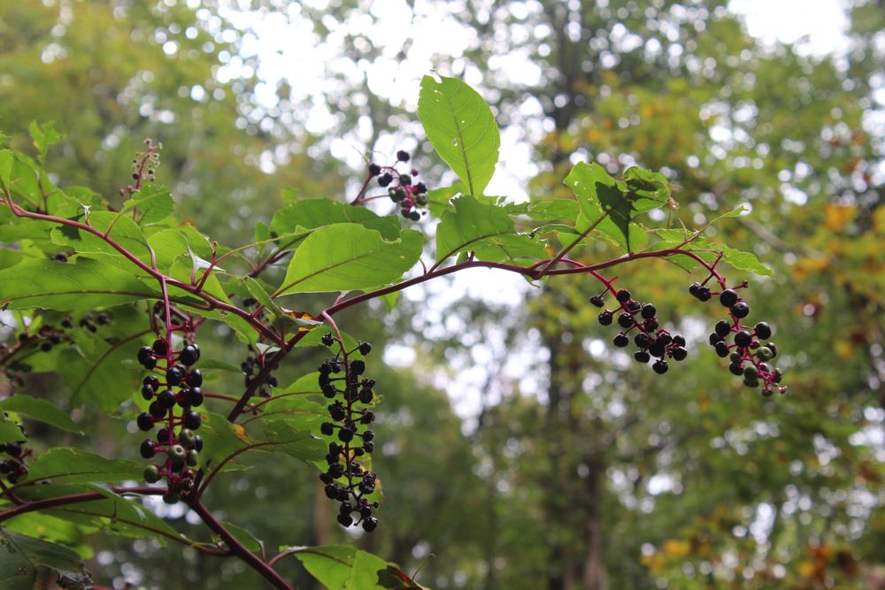 Berries at Warner Parks