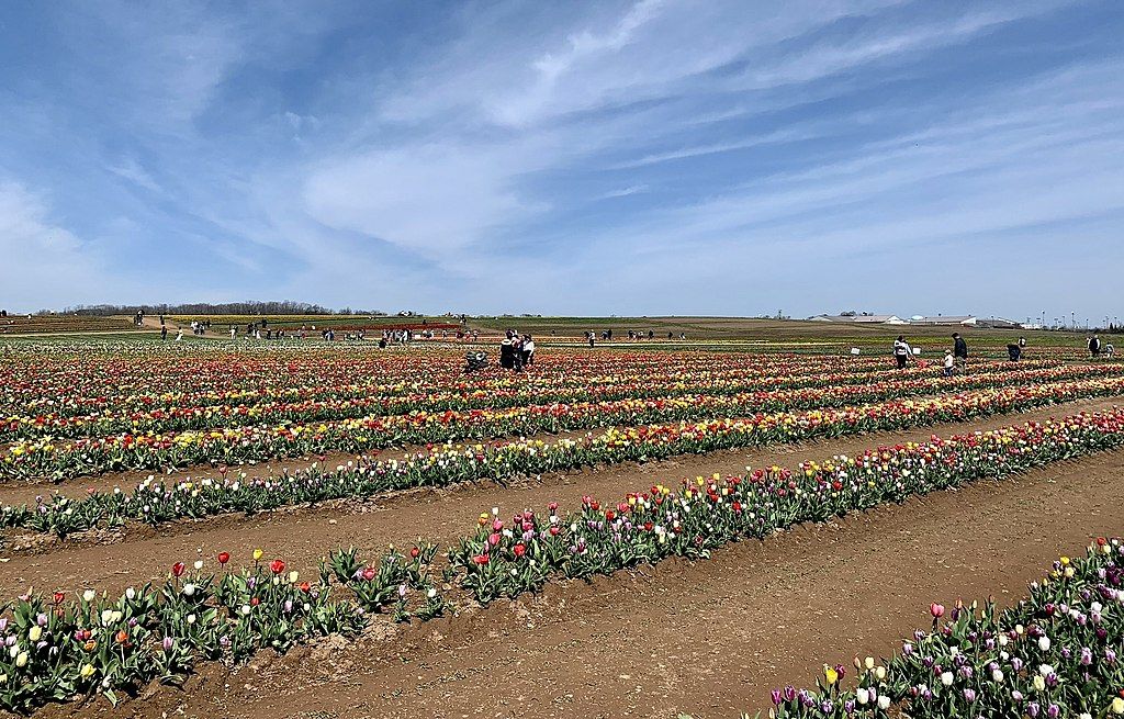 Tulips rows at Burnside Farms
