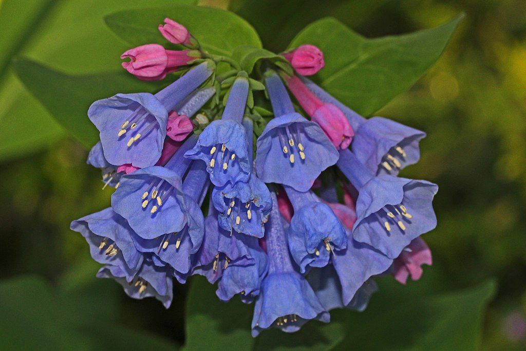 Gorgeous bluebells at Merrimac Farm Wildlife Management Area