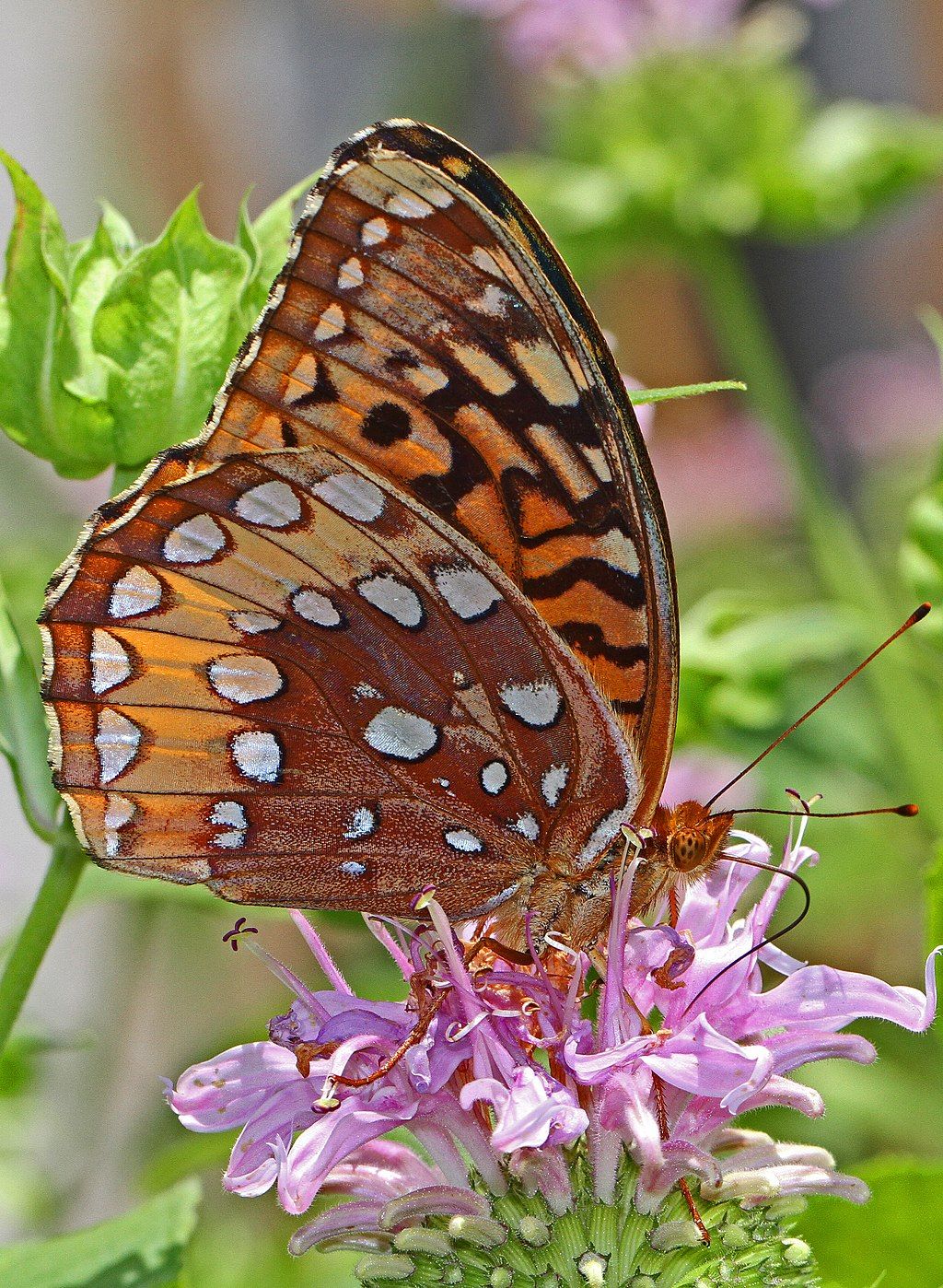 Butterfly on a flower at Merrimac Farm Wildlife Management Area