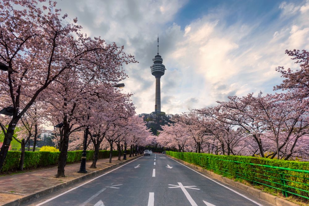 View of 83 Tower Observation Deck with Cherry Blossoms