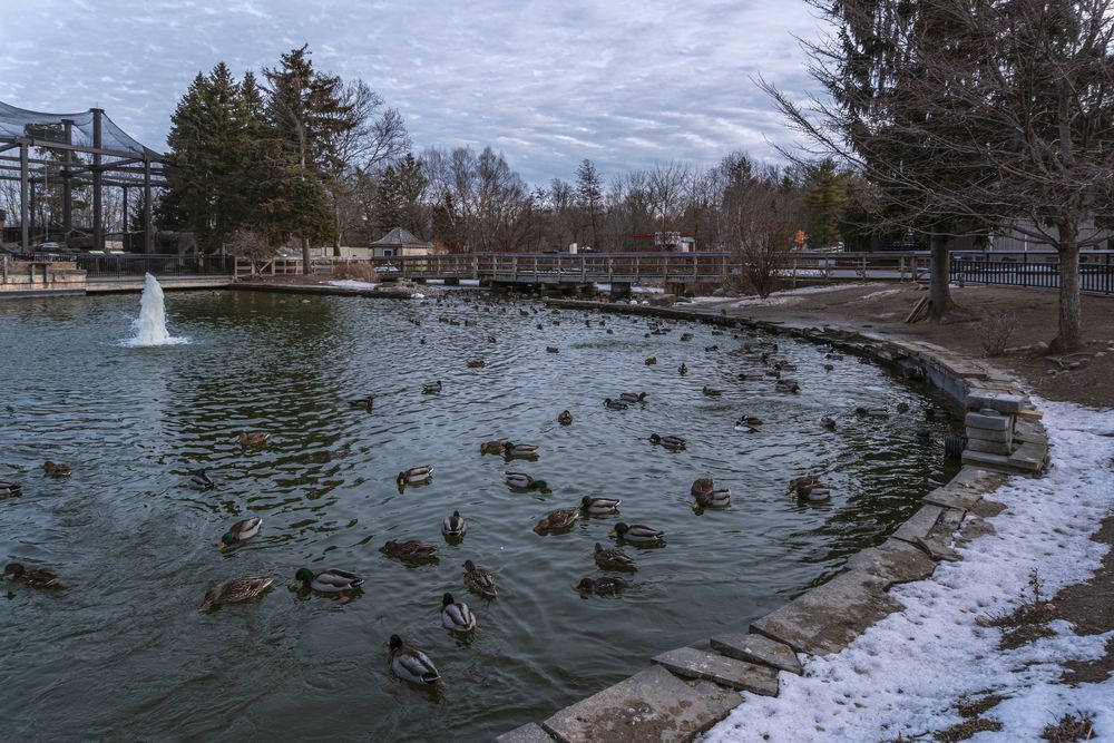 Ducks on Rosamond Gifford Zoo's pond