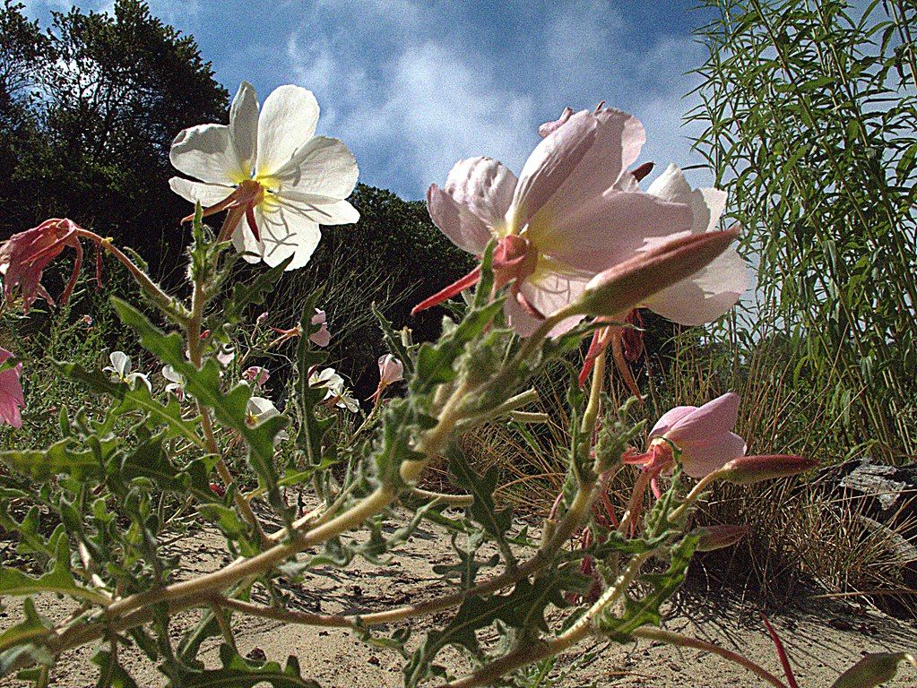 Flowers at Antioch Dunes National Wildlife Refuge