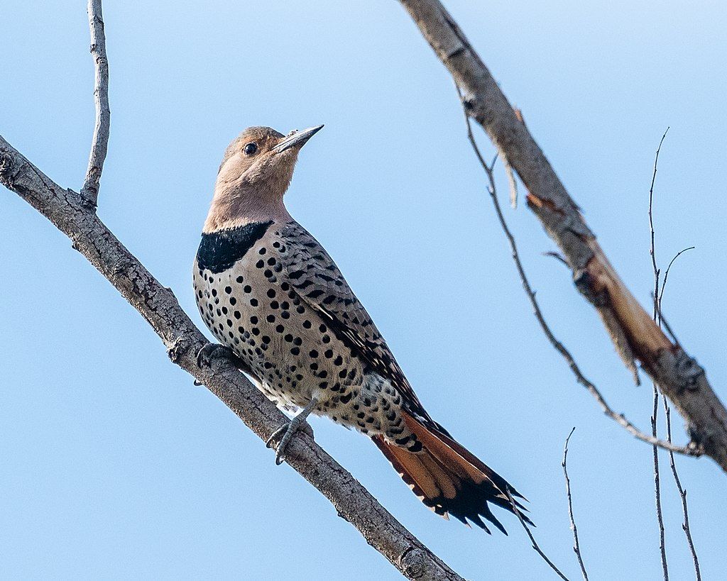 A bird at Big Break Regional Shoreline