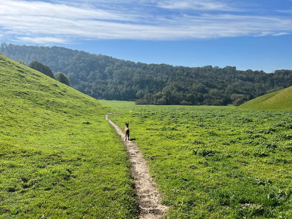 A trail at Briones Regional Park