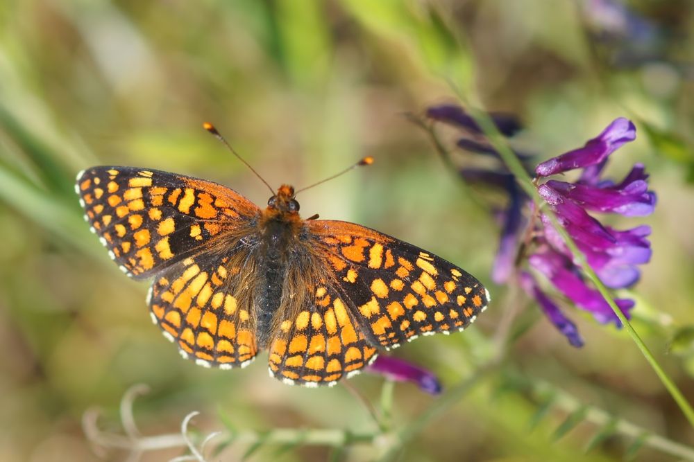 A pretty butterfly at Briones Regional Park