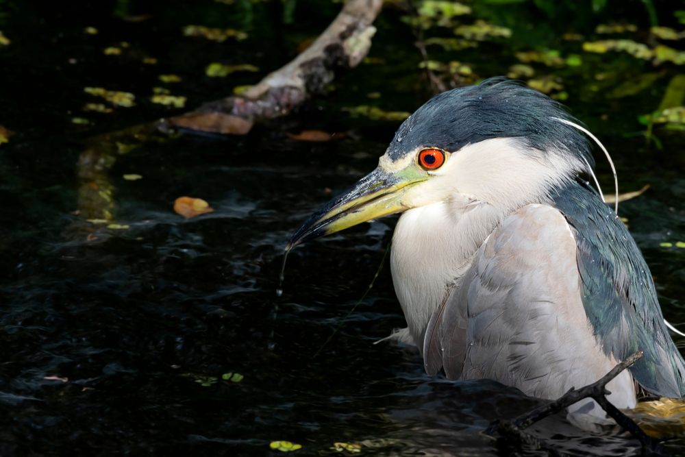 A bird on the water at Brooker Creek Preserve