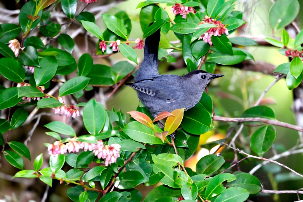 A bird on a tree at Brooker Creek Preserve
