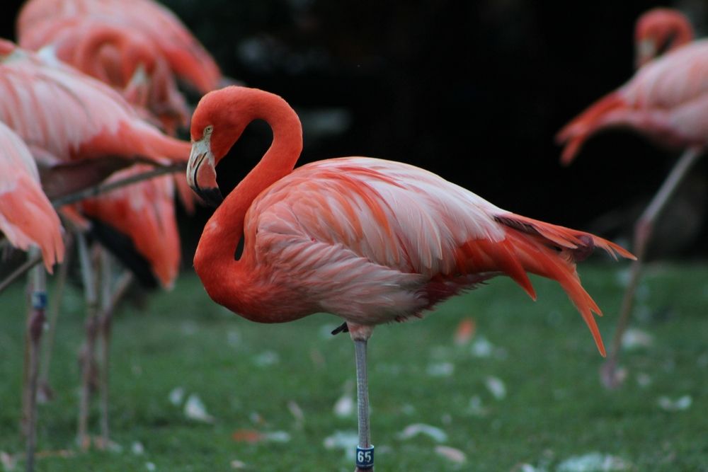 A pretty flamingo at Busch Gardens