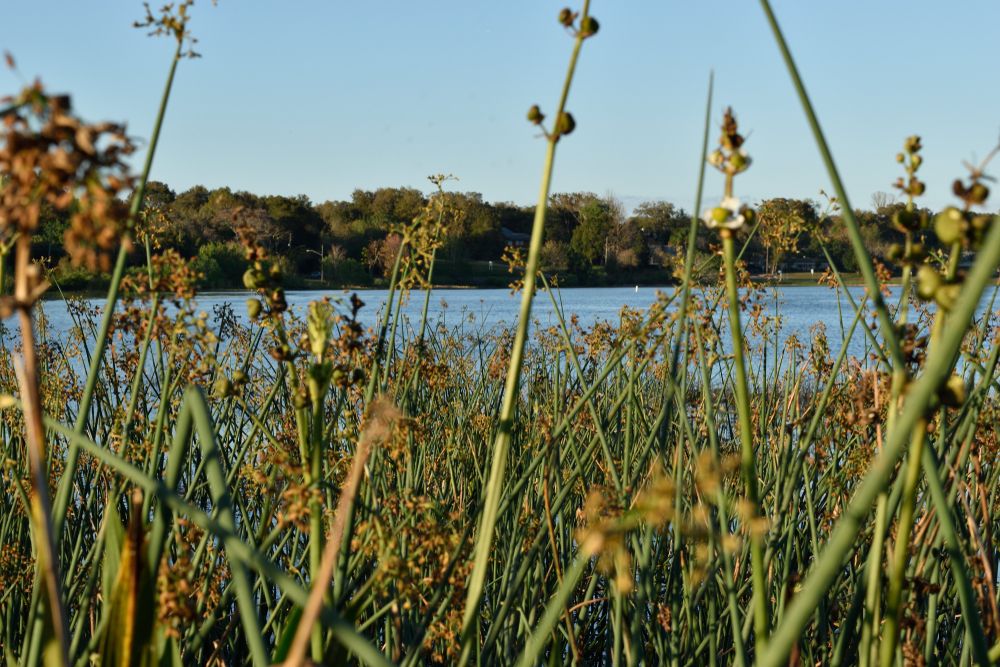Wildflowers near the lake at Bill Breeze Park