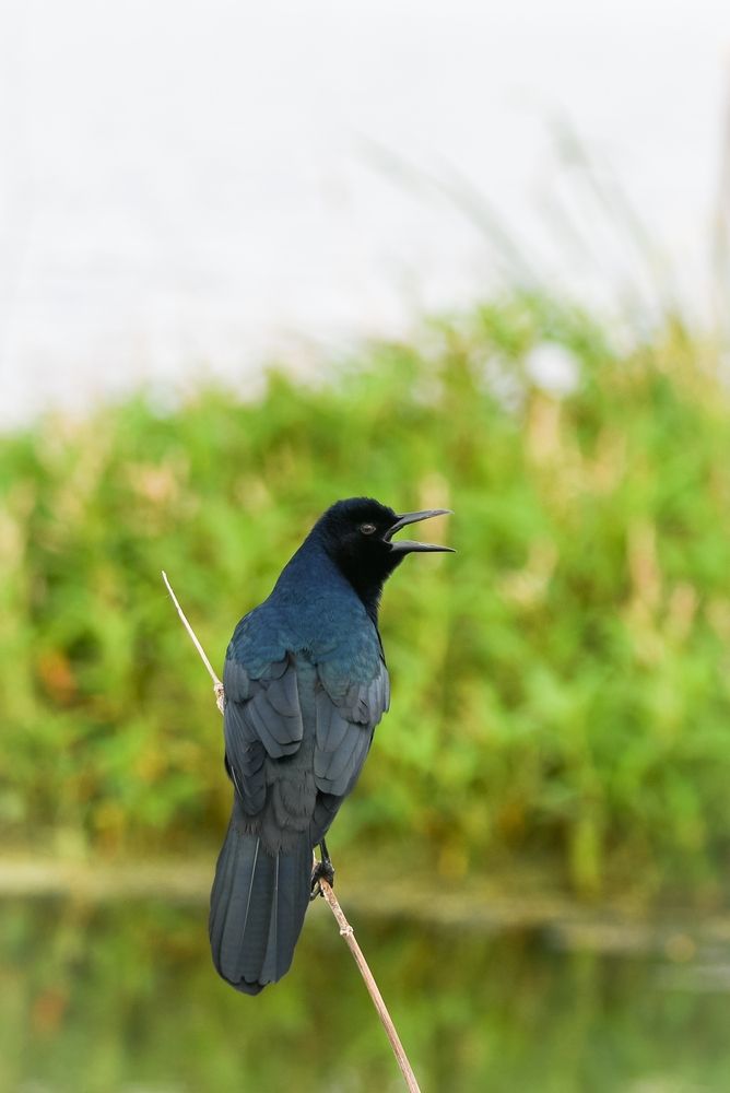 A bird at Lake Apopka