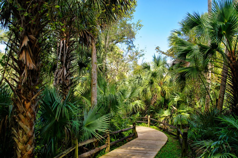 Boardwalk at Ocala National Forest